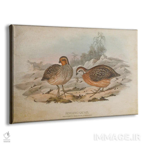 تابلو بلدرچین آوازخوان (وینتیج) اثر پیکسل کهنه (استودیو/نام هنری) - نمای پرسپکتیو محصول