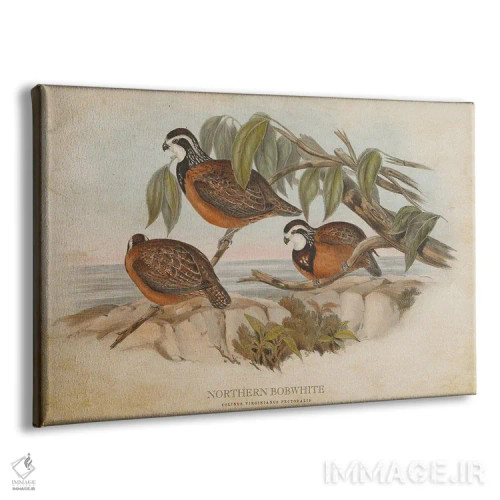 تابلو بابوایت شمالی (وینتیج) (قرقاول کوچک آمریکای شمالی) اثر پیکسل کهنه (استودیو/نام هنری) - نمای پرسپکتیو محصول