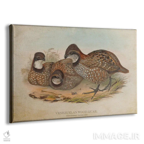 تابلو بلدرچین چوبی ونزوئلا (وینتیج) اثر پیکسل کهنه (استودیو/نام هنری) - نمای پرسپکتیو محصول