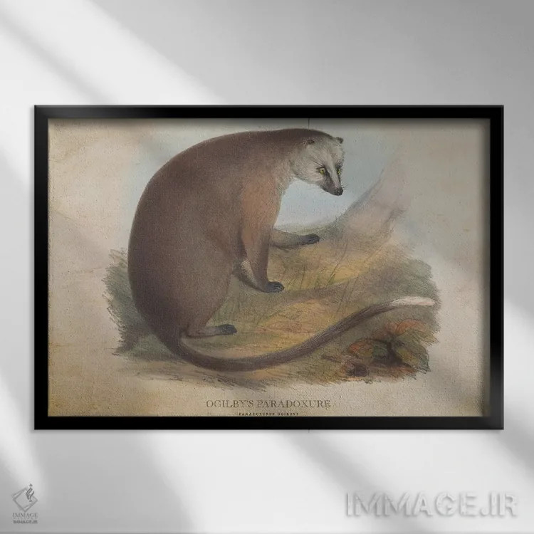 تابلو پارادوکسور اوگیلبی (وینتیج) (پستاندار شبرو آسیایی) اثر پیکسل کهنه (استودیو/نام هنری) - نمای قابدار مشکی