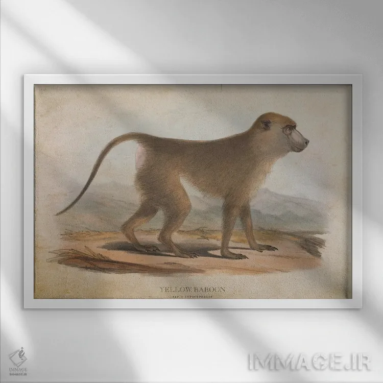 تابلو بابون زرد (وینتیج) اثر پیکسل کهنه (استودیو/نام هنری) - نمای قابدار سفید