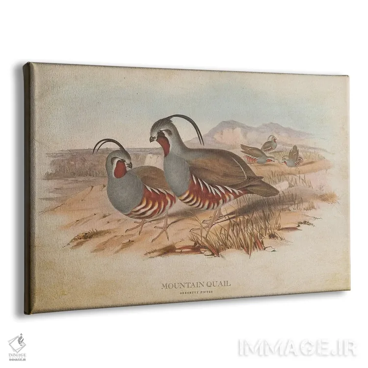 تابلو بلدرچین کوهی (وینتیج) اثر پیکسل کهنه (استودیو/نام هنری) - نمای پرسپکتیو محصول