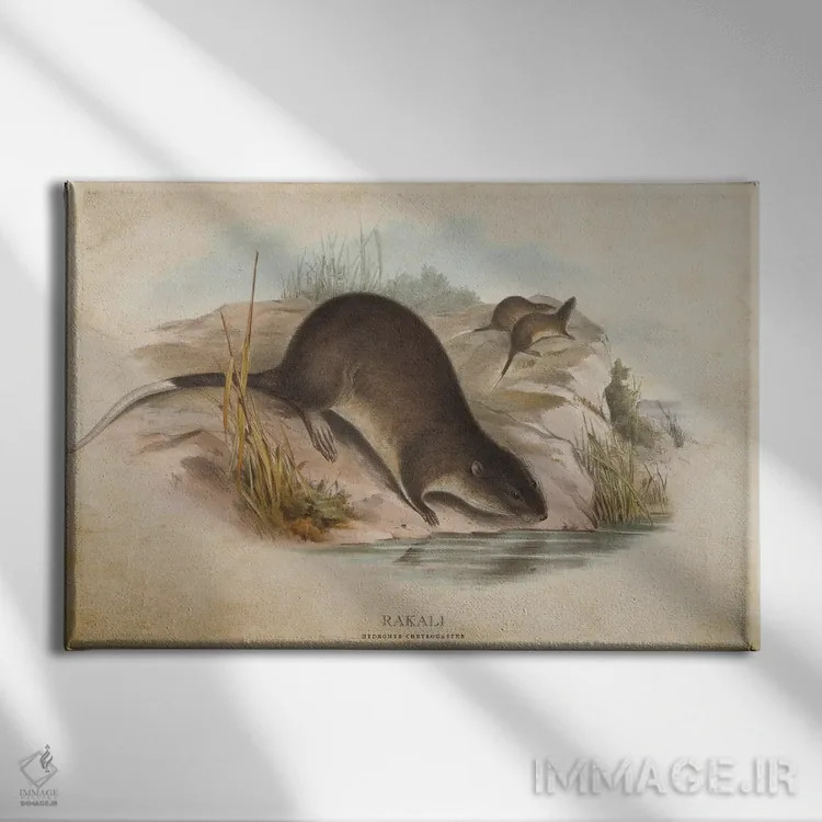 تابلو راکالی (وینتیج) (موش آبی استرالیا) اثر پیکسل کهنه (استودیو/نام هنری) - نمای روبهرو روی دیوار
