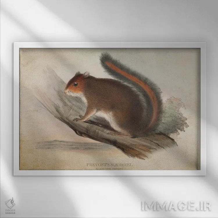 تابلو سنجاب پرووست (وینتیج) اثر پیکسل کهنه (استودیو/نام هنری) - نمای قابدار سفید