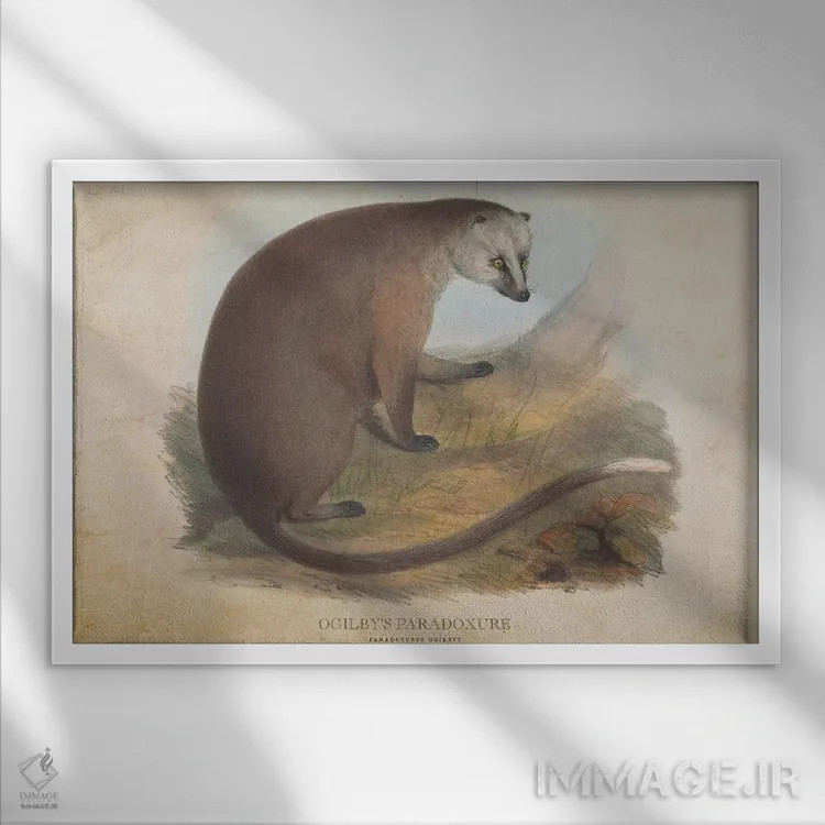 تابلو پارادوکسور اوگیلبی (وینتیج) (پستاندار شبرو آسیایی) اثر پیکسل کهنه (استودیو/نام هنری) - نمای قابدار سفید