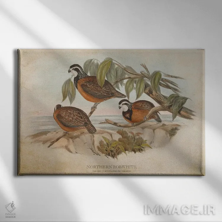 تابلو بابوایت شمالی (وینتیج) (قرقاول کوچک آمریکای شمالی) اثر پیکسل کهنه (استودیو/نام هنری) - نمای روبهرو روی دیوار