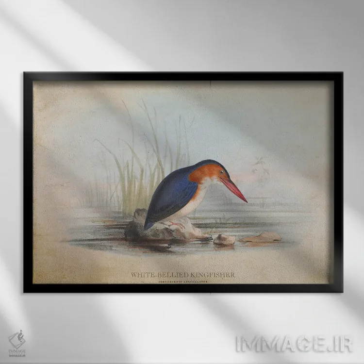 تابلو ماهیخورک شکمسفید (وینتیج) اثر پیکسل کهنه (استودیو/نام هنری) - نمای قابدار مشکی