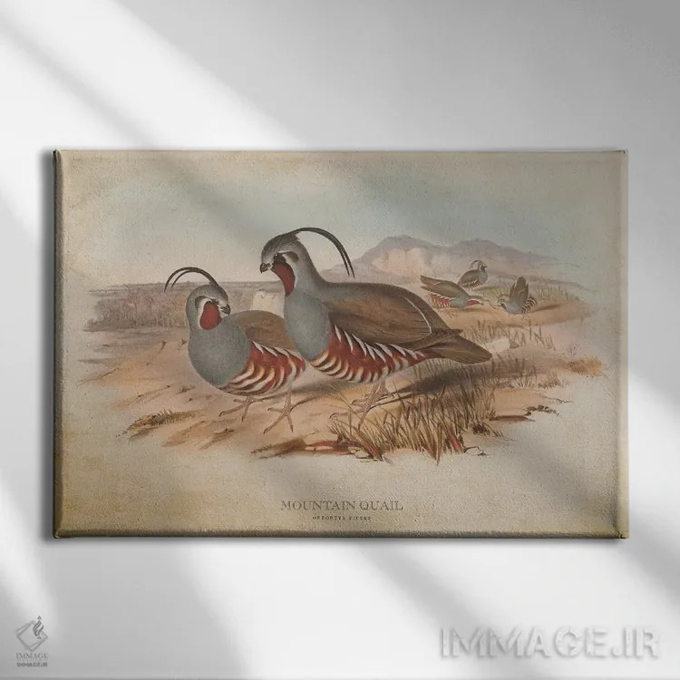 تابلو بلدرچین کوهی (وینتیج) اثر پیکسل کهنه (استودیو/نام هنری) - نمای روبهرو روی دیوار