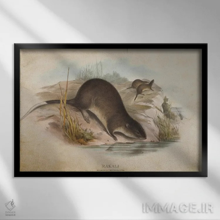 تابلو راکالی (وینتیج) (موش آبی استرالیا) اثر پیکسل کهنه (استودیو/نام هنری) - نمای قابدار مشکی