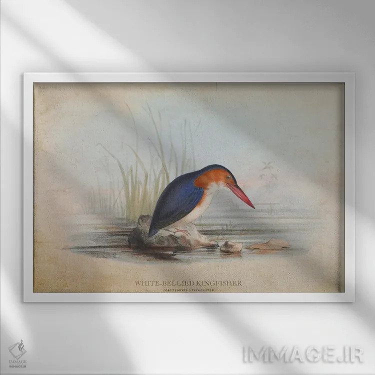 تابلو ماهیخورک شکمسفید (وینتیج) اثر پیکسل کهنه (استودیو/نام هنری) - نمای قابدار سفید