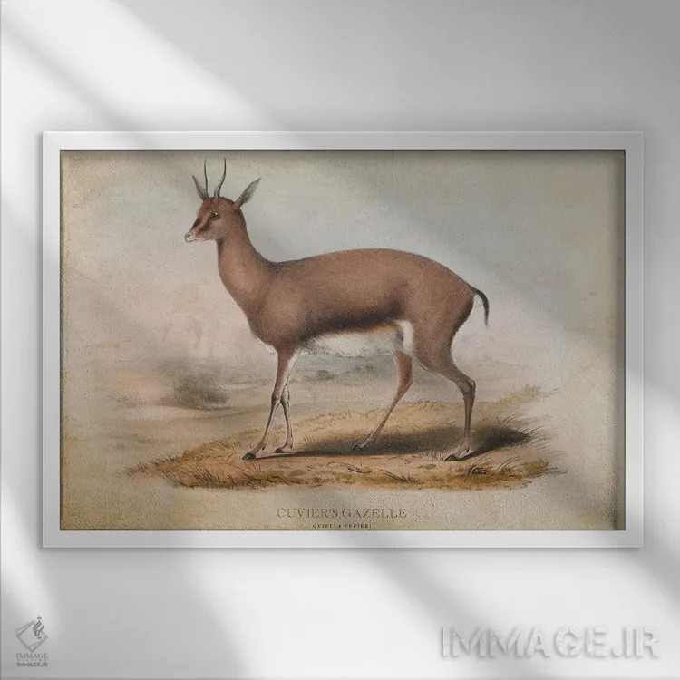 تابلو غزال کوویه (وینتیج) اثر پیکسل کهنه (استودیو/نام هنری) - نمای قابدار سفید