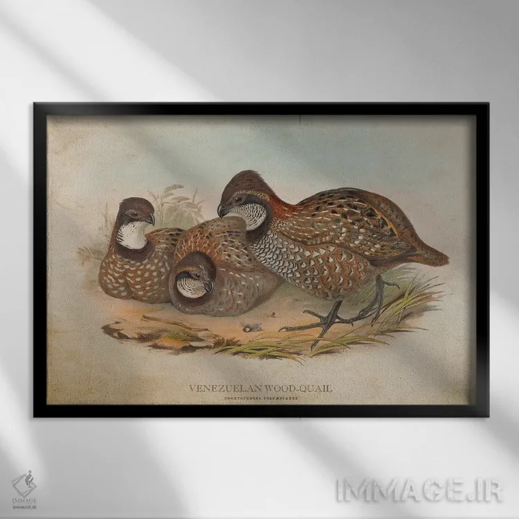 تابلو بلدرچین چوبی ونزوئلا (وینتیج) اثر پیکسل کهنه (استودیو/نام هنری) - نمای قابدار مشکی