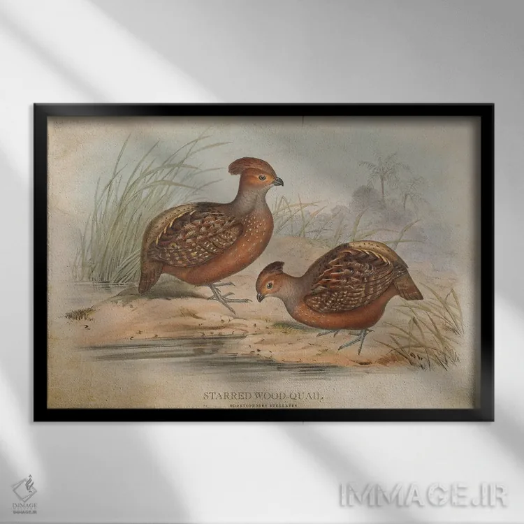 تابلو بلدرچین چوبی ستارهدار (وینتیج) اثر پیکسل کهنه (استودیو/نام هنری) - نمای قابدار مشکی