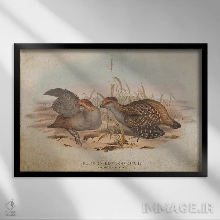 تابلو بلدرچین چوبی بالخالدار (وینتیج) اثر پیکسل کهنه (استودیو/نام هنری) - نمای قابدار مشکی