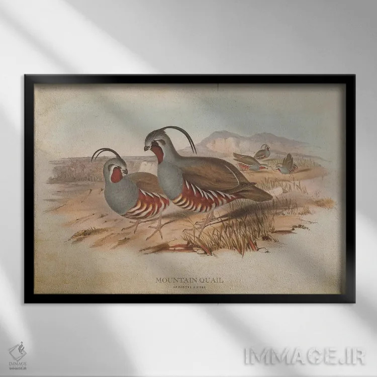 تابلو بلدرچین کوهی (وینتیج) اثر پیکسل کهنه (استودیو/نام هنری) - نمای قابدار مشکی