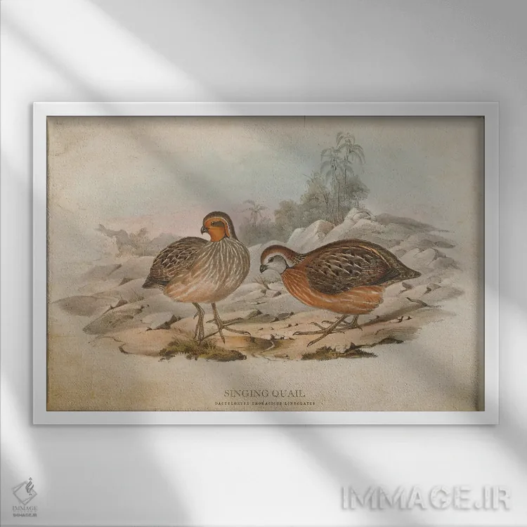 تابلو بلدرچین آوازخوان (وینتیج) اثر پیکسل کهنه (استودیو/نام هنری) - نمای قابدار سفید