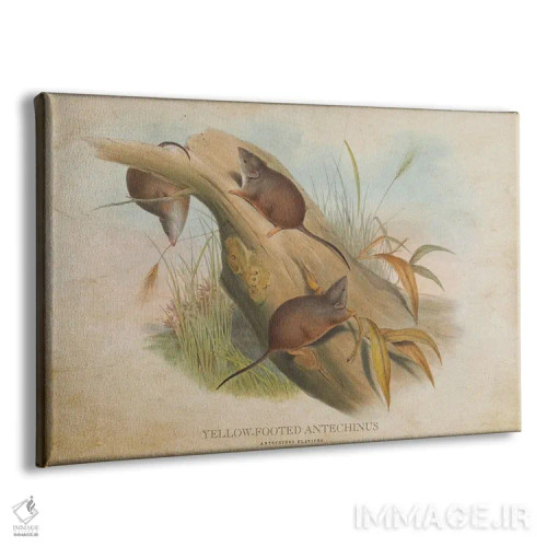 تابلو آنتخینوس پاپاخ زرد (وینتیج) (گونهای کیسهدار استرالیایی) اثر پیکسل کهنه (استودیو/نام هنری) - نمای پرسپکتیو محصول