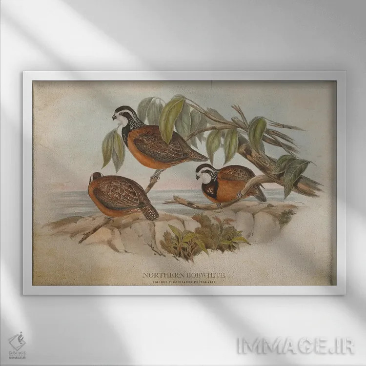 تابلو بابوایت شمالی (وینتیج) (قرقاول کوچک آمریکای شمالی) اثر پیکسل کهنه (استودیو/نام هنری) - نمای قابدار سفید