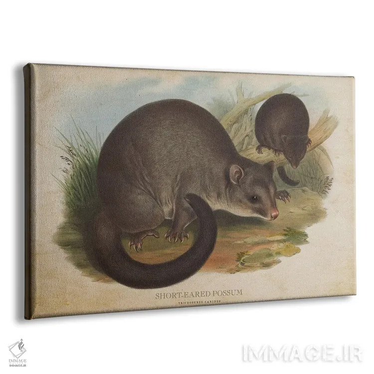 تابلو اپوسوم گوشکوتاه (وینتیج) اثر پیکسل کهنه (استودیو/نام هنری) - نمای پرسپکتیو محصول