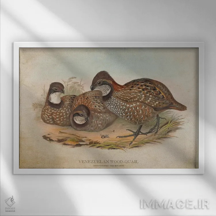 تابلو بلدرچین چوبی ونزوئلا (وینتیج) اثر پیکسل کهنه (استودیو/نام هنری) - نمای قابدار سفید