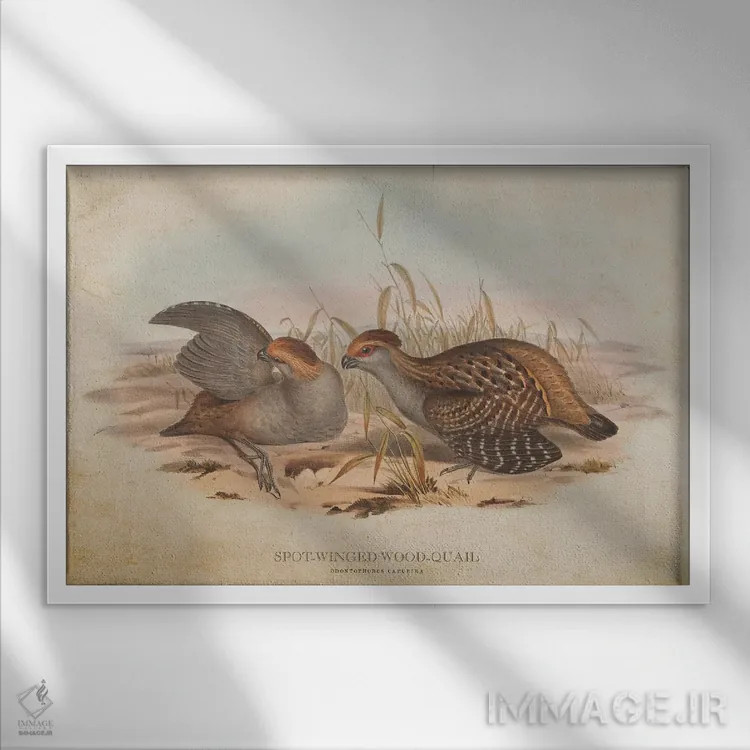 تابلو بلدرچین چوبی بالخالدار (وینتیج) اثر پیکسل کهنه (استودیو/نام هنری) - نمای قابدار سفید