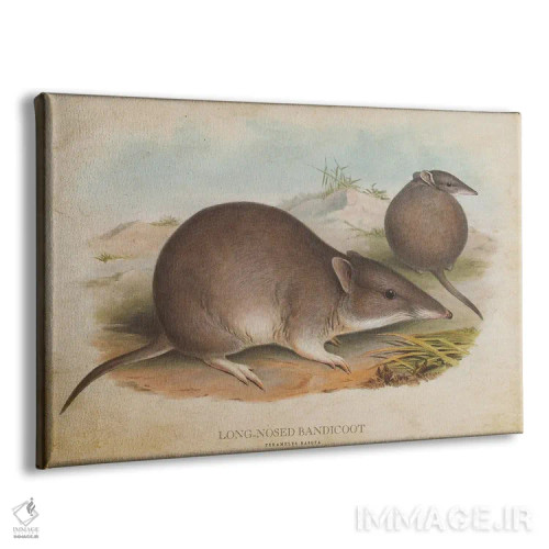 تابلو باندیکوت دماغدراز (وینتیج) اثر پیکسل کهنه (استودیو/نام هنری) - نمای پرسپکتیو محصول