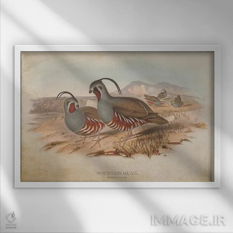 تابلو بلدرچین کوهی (وینتیج) اثر پیکسل کهنه (استودیو/نام هنری) - نمای قابدار سفید