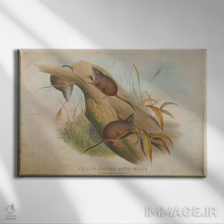 تابلو آنتخینوس پاپاخ زرد (وینتیج) (گونهای کیسهدار استرالیایی) اثر پیکسل کهنه (استودیو/نام هنری) - نمای روبهرو روی دیوار
