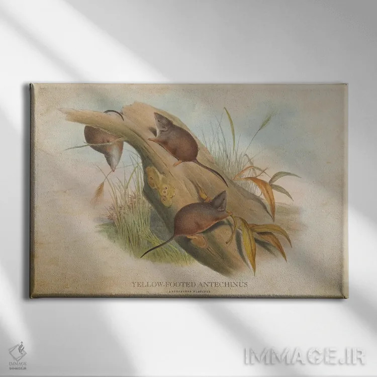 تابلو آنتخینوس پاپاخ زرد (وینتیج) (گونهای کیسهدار استرالیایی) اثر پیکسل کهنه (استودیو/نام هنری) - نمای روبهرو روی دیوار