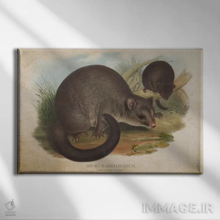 تابلو اپوسوم گوشکوتاه (وینتیج) اثر پیکسل کهنه (استودیو/نام هنری) - نمای روبهرو روی دیوار