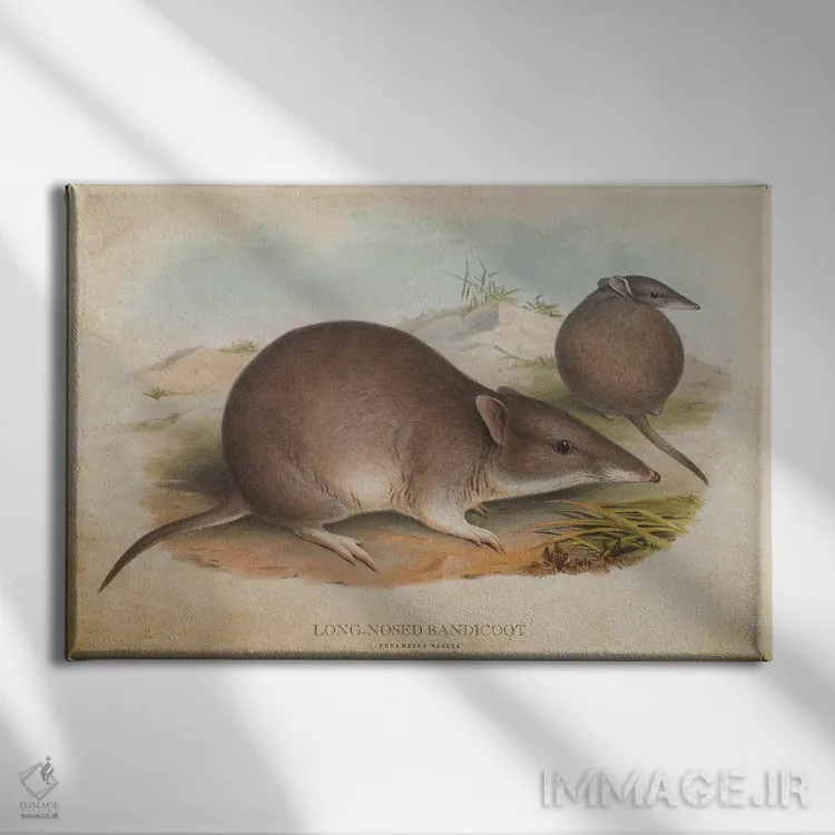 تابلو باندیکوت دماغدراز (وینتیج) اثر پیکسل کهنه (استودیو/نام هنری) - نمای روبهرو روی دیوار