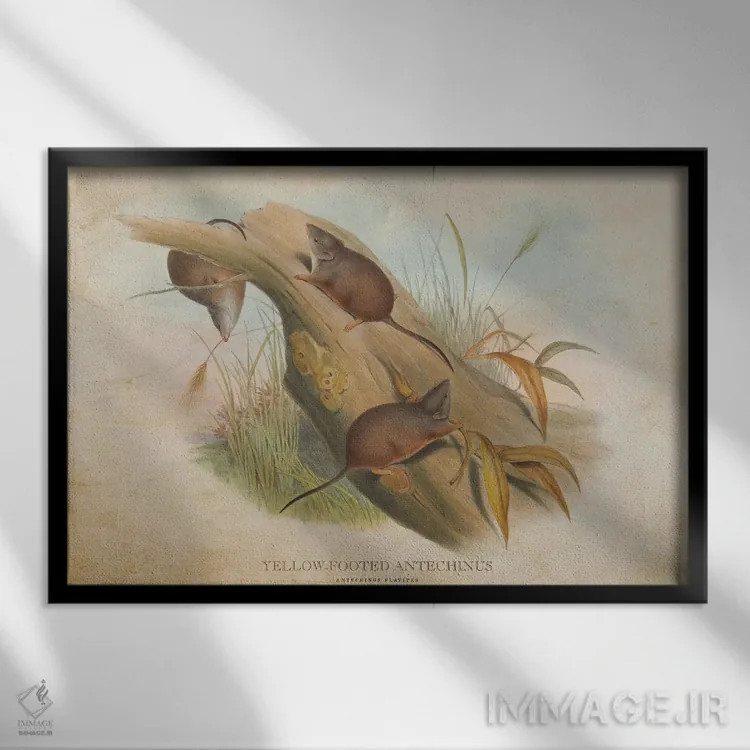 تابلو آنتخینوس پاپاخ زرد (وینتیج) (گونهای کیسهدار استرالیایی) اثر پیکسل کهنه (استودیو/نام هنری) - نمای قابدار مشکی