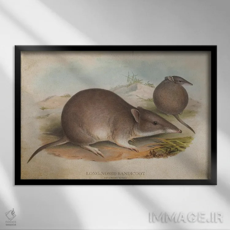 تابلو باندیکوت دماغدراز (وینتیج) اثر پیکسل کهنه (استودیو/نام هنری) - نمای قابدار مشکی