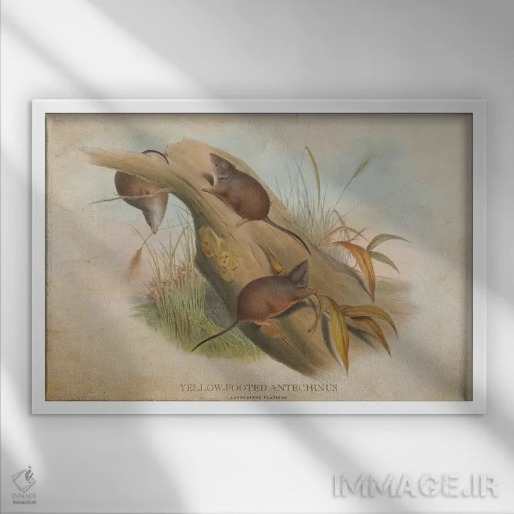 تابلو آنتخینوس پاپاخ زرد (وینتیج) (گونهای کیسهدار استرالیایی) اثر پیکسل کهنه (استودیو/نام هنری) - نمای قابدار سفید