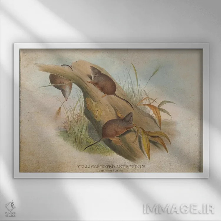 تابلو آنتخینوس پاپاخ زرد (وینتیج) (گونهای کیسهدار استرالیایی) اثر پیکسل کهنه (استودیو/نام هنری) - نمای قابدار سفید