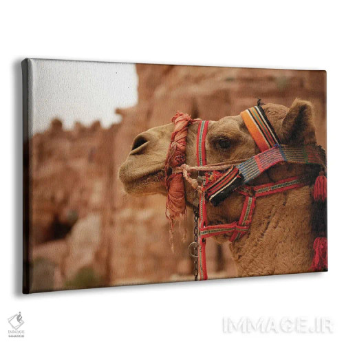 تابلو شتر اردنی (حیوان) اثر آلساندرو دلا توره - نمای پرسپکتیو محصول