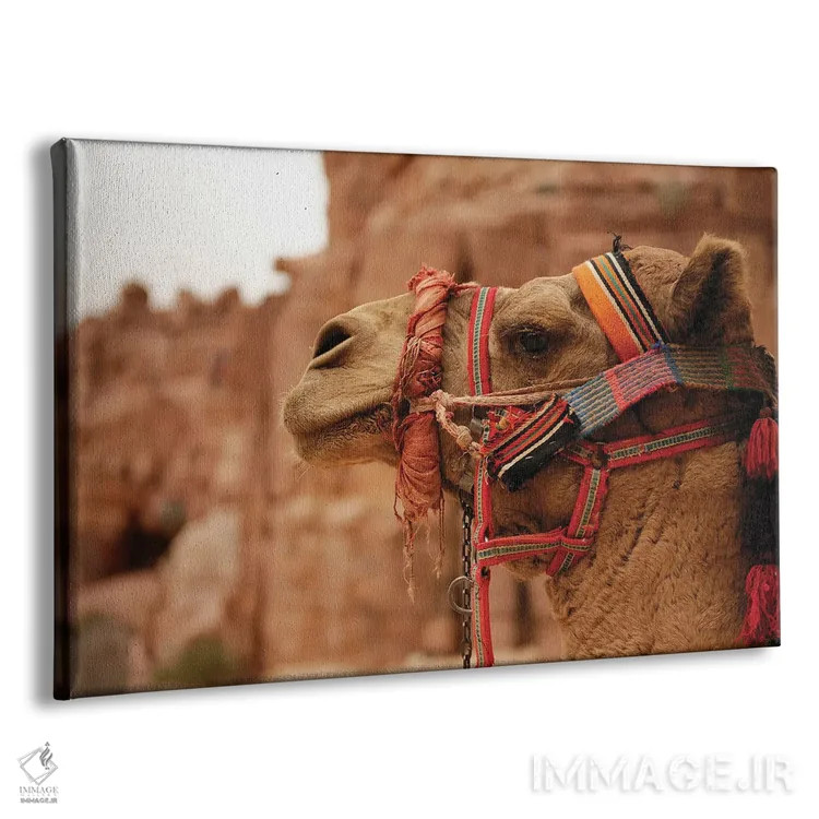 تابلو شتر اردنی (حیوان) اثر آلساندرو دلا توره - نمای پرسپکتیو محصول