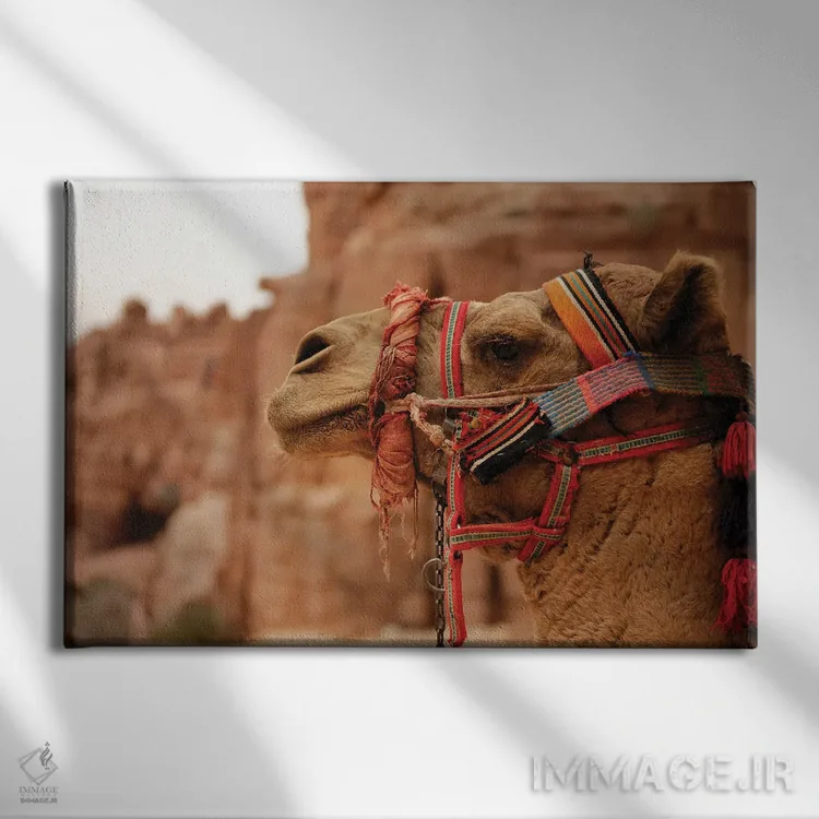 تابلو شتر اردنی (حیوان) اثر آلساندرو دلا توره - نمای روبهرو روی دیوار