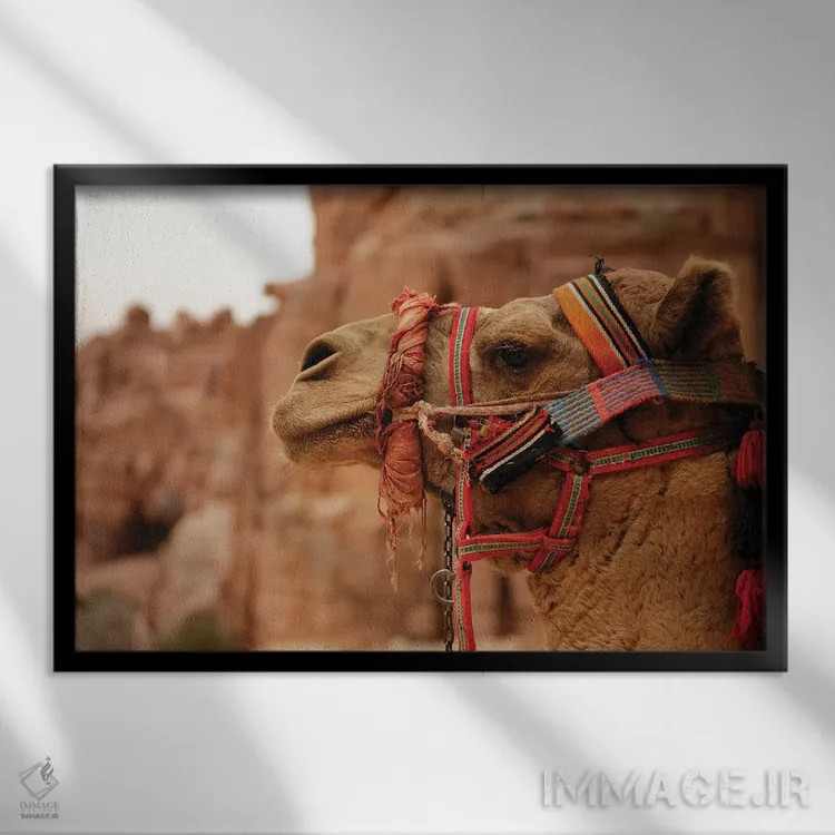 تابلو شتر اردنی (حیوان) اثر آلساندرو دلا توره - نمای قابدار مشکی