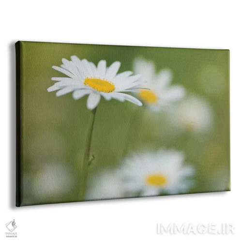 تابلو گلهای مروارید اثر آصاف فرانک - نمای پرسپکتیو محصول