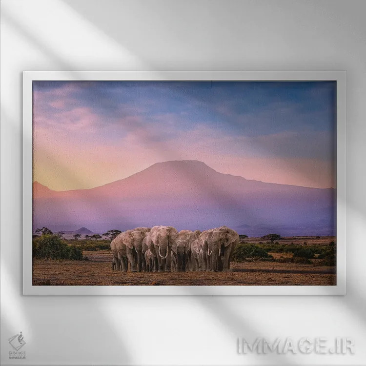 تابلو گله فیلهای آفریقا با کوه کلیمانجارو اثر الکس جی پرز - نمای قابدار سفید