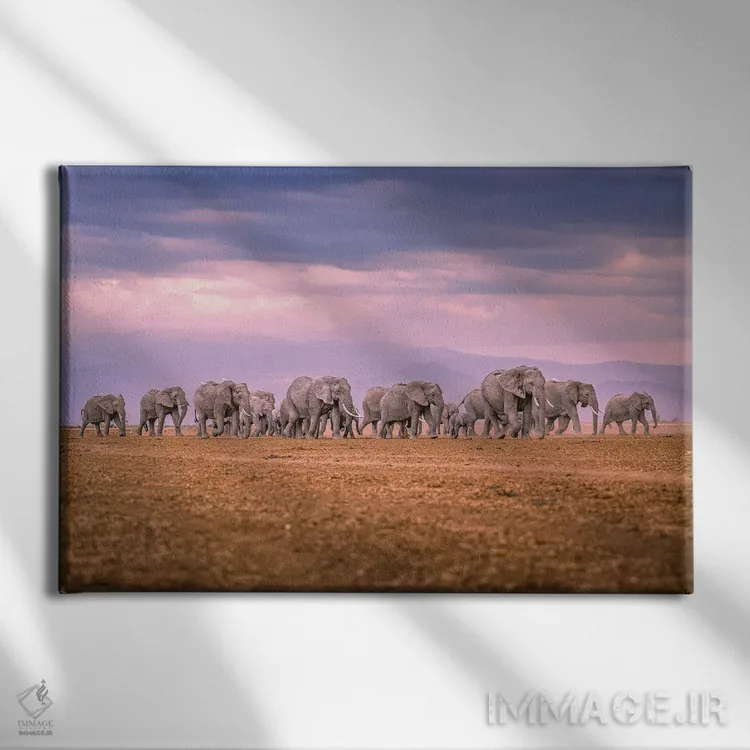 تابلو پرتره گله فیلهای عظیم آفریقا (قسمت دوم) اثر الکس جی پرز - نمای روبهرو روی دیوار