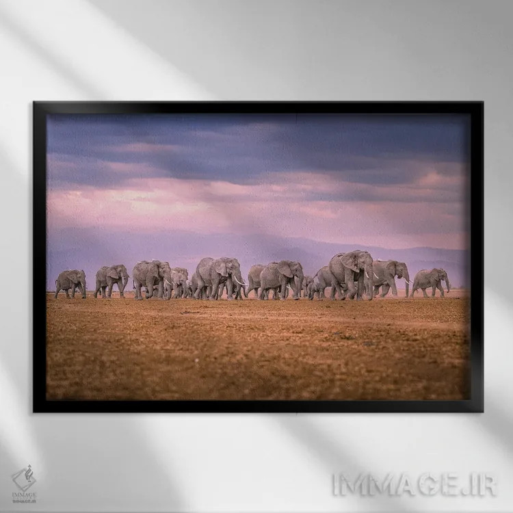 تابلو پرتره گله فیلهای عظیم آفریقا (قسمت دوم) اثر الکس جی پرز - نمای قابدار مشکی