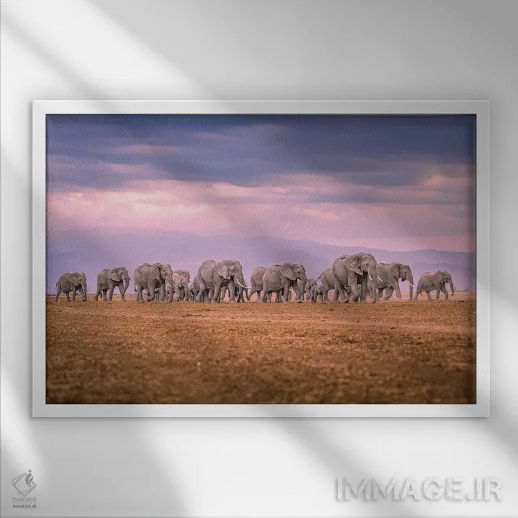 تابلو پرتره گله فیلهای عظیم آفریقا (قسمت دوم) اثر الکس جی پرز - نمای قابدار سفید