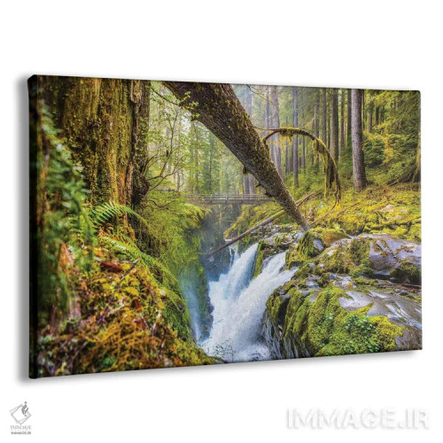 تابلو آبشار جنگلی پارک ملی المپیک، واشنگتن (۱) اثر الکس جی پرز - نمای پرسپکتیو محصول