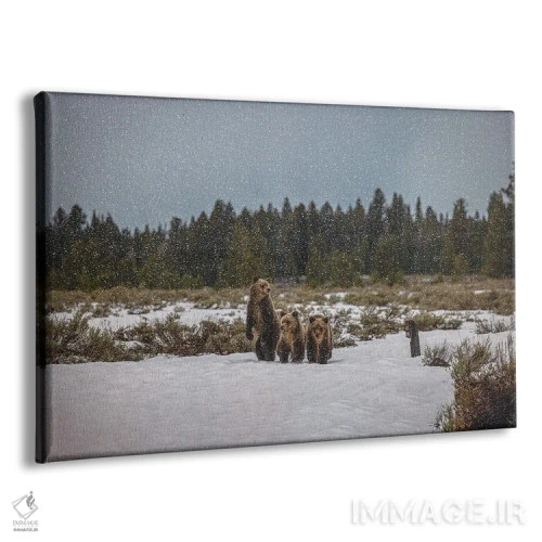 تابلو خانواده خرس گریزلی در کوههای بزرگ تیتون (۳) اثر الکس جی پرز - نمای پرسپکتیو محصول