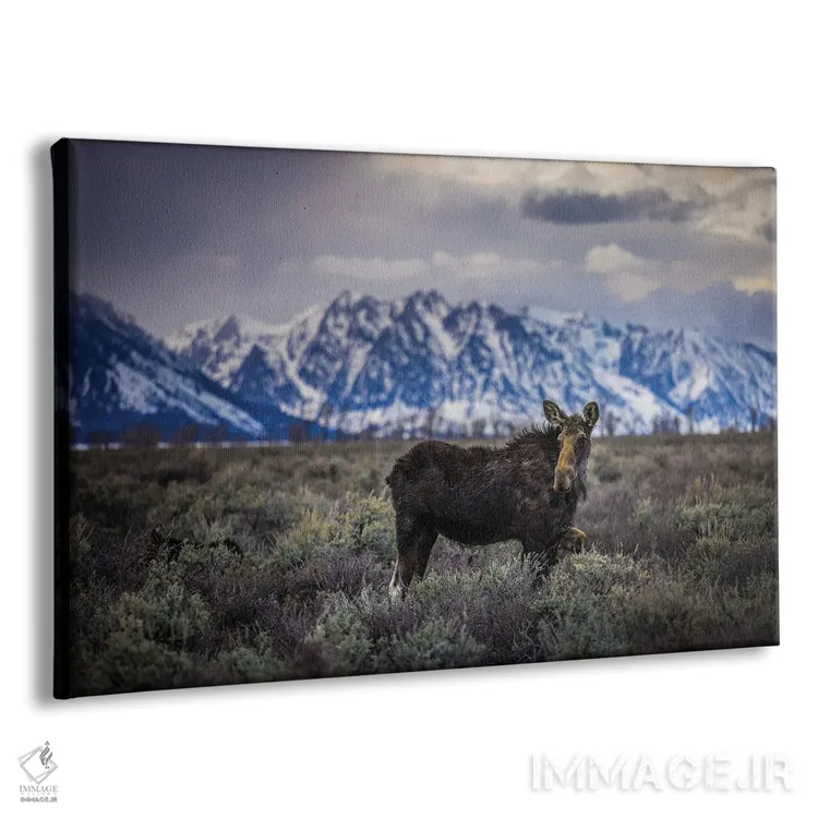 تابلو گوزن بزرگ تیتون (۱) اثر الکس جی پرز - نمای پرسپکتیو محصول