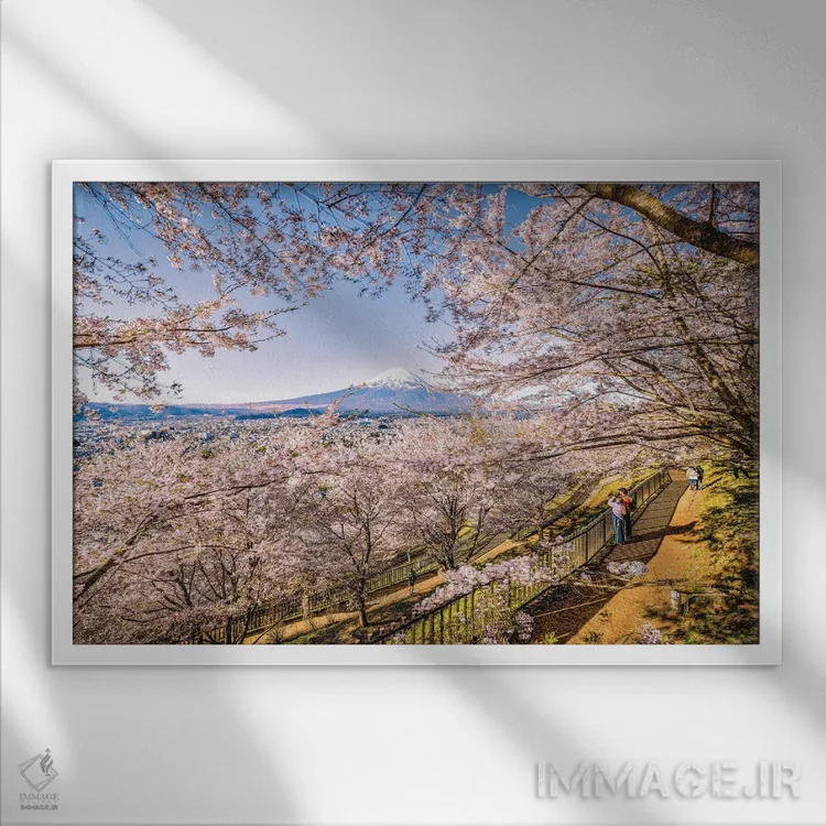 تابلو Lake Kawaguchi V,منظره کوه فوجی از میان درختان شکوفه گیلاس کنار دریاچه کاواگوچی (۵) اثر الکس جی پرز - نمای قابدار سفید