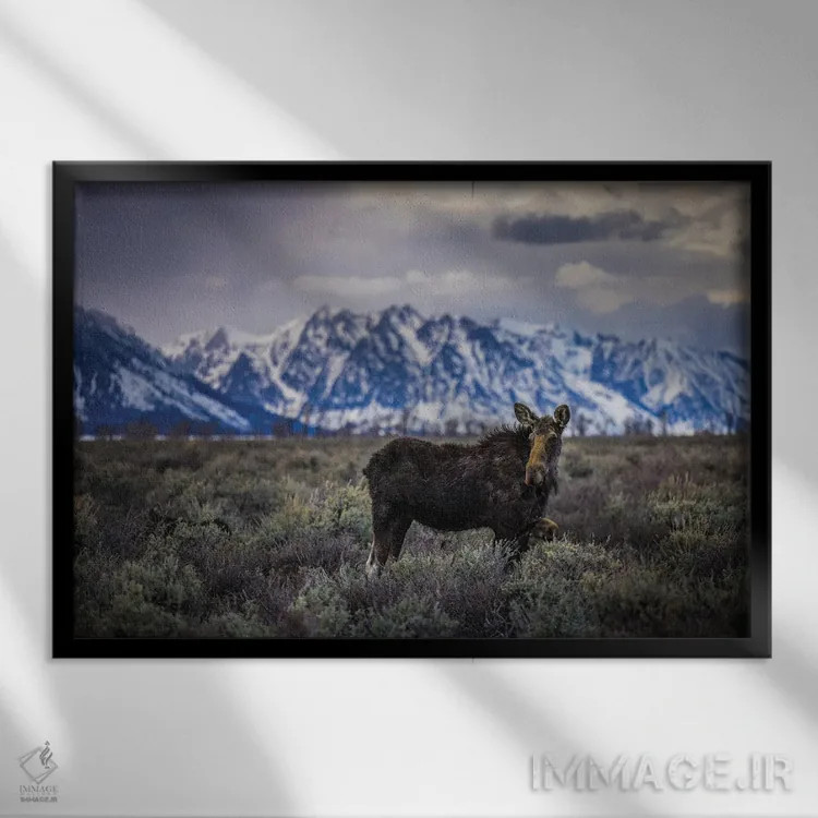 تابلو گوزن بزرگ تیتون (۱) اثر الکس جی پرز - نمای قابدار مشکی