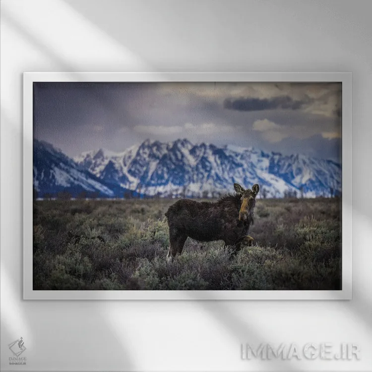 تابلو گوزن بزرگ تیتون (۱) اثر الکس جی پرز - نمای قابدار سفید